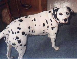 Spot the Dalmatian walking into the kitchen looking back at the camera holder