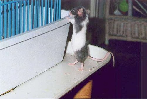 A gray and white mouse is standing on the outside of the corner of a gray and blue cage.