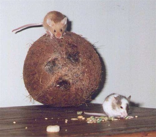 A brown mouse is standing on top of a coconut and next to it is a gray and white mouse that is eating food.