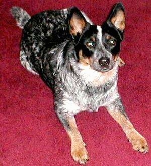 Australian Cattle Dog is laying down on a bright red carpet