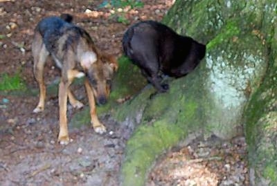 Dot the French Bulldogs upper body is digging through the tree. There is a dog standing behind her