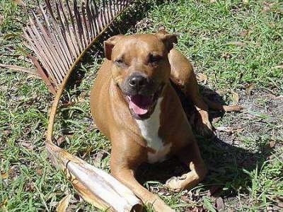 A large breed, brown with white Staffordshire Terrier is laying in grass, there is a long tree limb behind it, the dog is looking forward, its mouth is open and it looks like it is smiling.