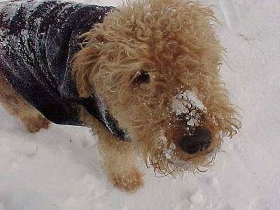 Airedale Terrier Puppy Dogs