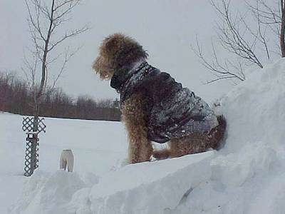 Airedale Terrier Puppy Dogs