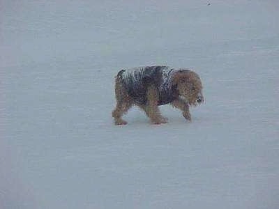 Airedale Terrier Puppy Dogs