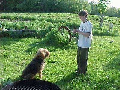 Airedale Terrier Puppy Dogs