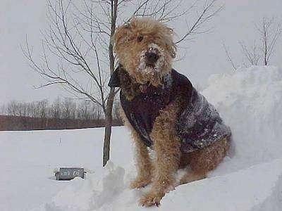 Airedale Terrier Puppy Dogs