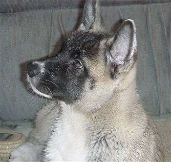 Close up - A tan with black Akita Inu Puppy is laying on a ground and it is looking up and to the left