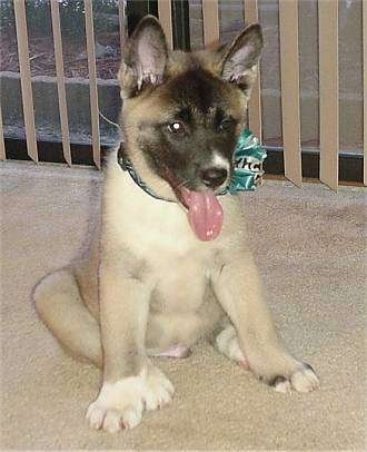 A tan with black Akita Inu puppy is sitting in front of a window on a carpet. It is looking down and to the right. Its mouth is open and its tongue is hanging out.