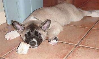 A tan with black Akita Inu Puppy is laying on a floor with a trash can behind it and a dog toy in front