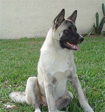 American Akita Dog Breed Pictures, 1