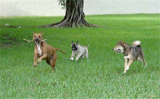 Red the American Stafforshire Terrier has a stick in its mouth and is running away from Hachi the Akita Inu and Shin the Shiba Inu