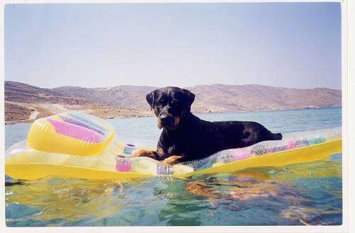 Embony the Rottweiler is laying on a yellow raft floatie that is in a body of water