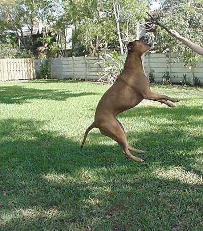 Red the American Staffordshire Terrier is jumping up to grab a stick out of a hand.