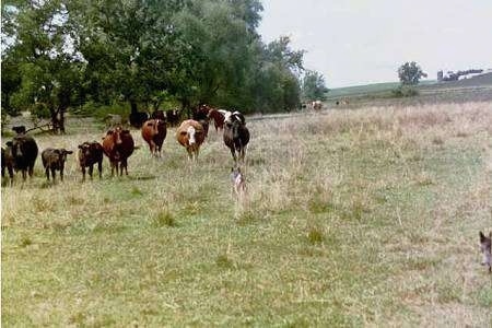 A line of cattle are standing in front of an Australian Cattle Dog in a field.