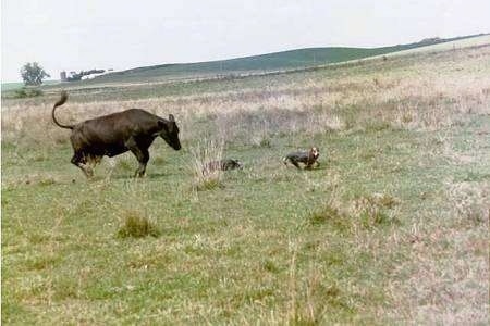 Two Australian Cattle Dogs are running across a field away from a Cow.