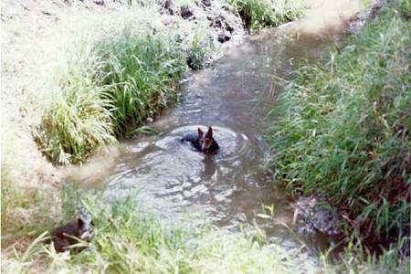 Australian Cattle Dog swimming in a creek and another Australian Cattle dog is laying on the bank