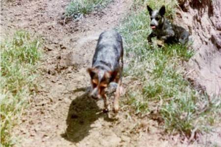Topdown view of Two wet Australian Cattle Dogs that are walking down a dirt path.