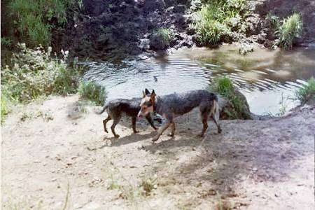 Two wet Australian Cattle Dogs that are walking along a creekside