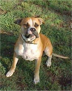 Topdown view of a tan with white Bullboxer Staff that is sitting outside and it is looking up.