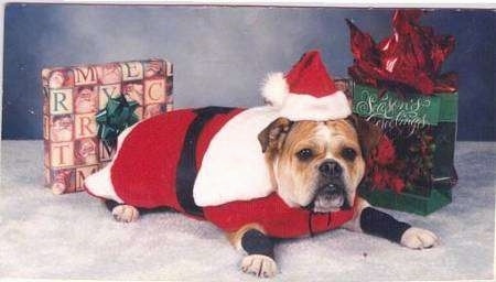 Kaddy the Bulldog laying in front of presents and wearing a Santa Claus costume