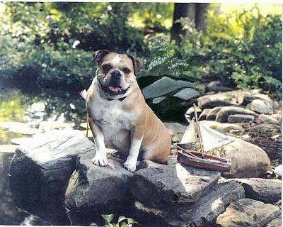 Kaddy the Bulldog sitting on large boulder size rocks next to a toy ship