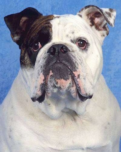 Close Up - Mugzy the English Bulldog is sitting in front of a blue backdrop. Mugzys eyes are red and there are clear drops of drool on his lips.