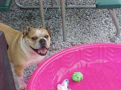 English Bulldog Puppy Dogs