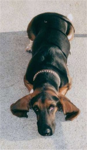 Basset Hound laying on the ground