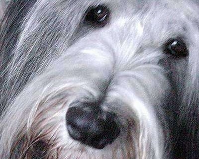 Close Up - Nellie Rose the Bocrder Collie's face