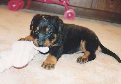 Baby Brutus the Beauceron puppy laying on a floor chewing a toy