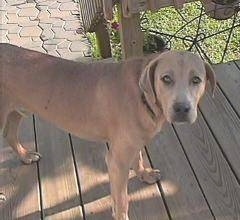 Fred the red Lacy standing on a wooden porch