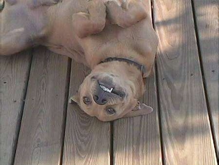 Close Up - Fred the red Lacy laying on its back on the wooden porch