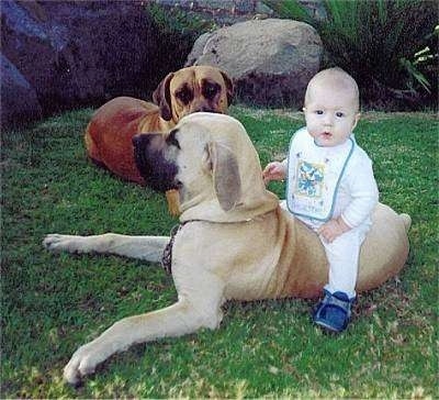 http://www.dogbreedinfo.com/images6/Boerboel6_months.jpg