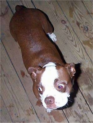  View from above looking down at the dog - A brown with white Olde Boston Bulldogge is standing on a wooden deck and its head is up and it is looking to the left.