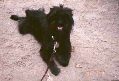 A black Belgian Griffon is laying in sand. Its mouth is open and its tongue is out