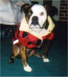 Sam the Bulloxer wearing a jacket sitting on a carpet