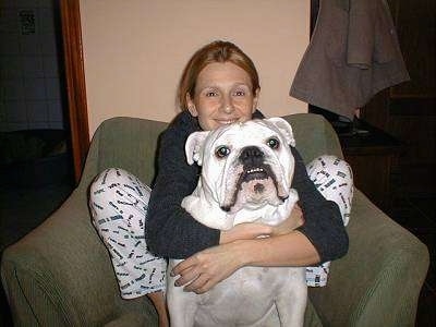 Bulldog Puppies on Clarence  A 14 Month Old Bulldog  I Own A Human Family  They Live