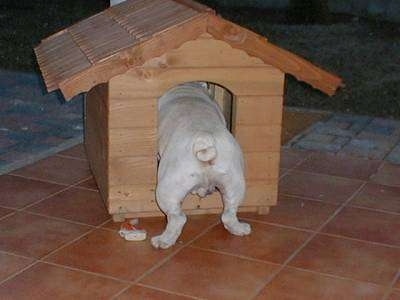 Clarence the Bulldog walking into a doghouse with his back end sticking out the doorway