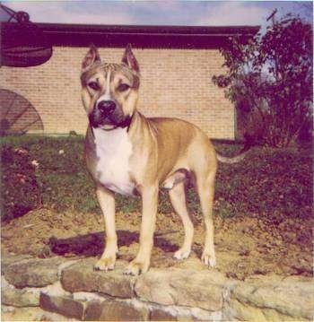 Buster the Dog standing on dirt with his front paws on a stone wall