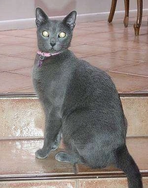 Russian Blue Rescue