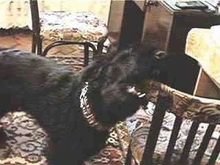 Toto the Giant Schnauzer is chewing on the edge of a chair in a house