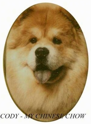Close Up - Cody the Chow Chow Puppy has its mouth open and tongue out. The Image has a white border that frames Codys face in an oval. The words 'Cody - My Chinese Chow' are overlayed