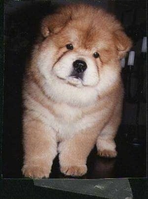 Cody the tan and cream teddy bear looking Chow Chow puppy on a table with a Candelabra behind it.