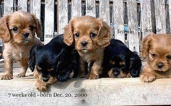 Five Cavalier King Charles Spaniel Puppies are laying and standing on a wooden bench.