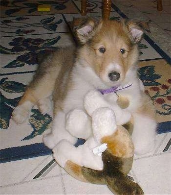 Maximus the Rough Collie Puppy is laying on a rug with a plush Collie toy in front of him