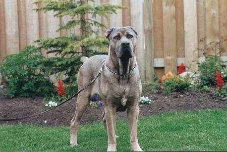 Cane Corso Italiano standing outside in grass with a flower bed in the background