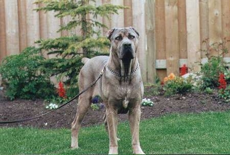 CaneCorsoILLUSION_FULL17MO_001A.jpg