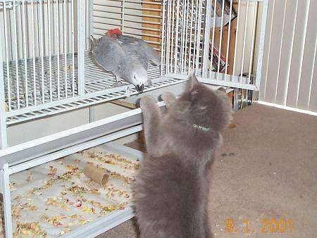 Boris the cat is jumped up at the door entrance of a bird cage and looking at Natasha the African Gray bird who is about to peck her paw