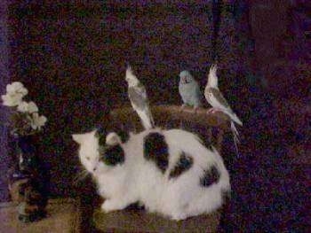 A cat sitting on a kitchen chair with three birds on the back of the chair